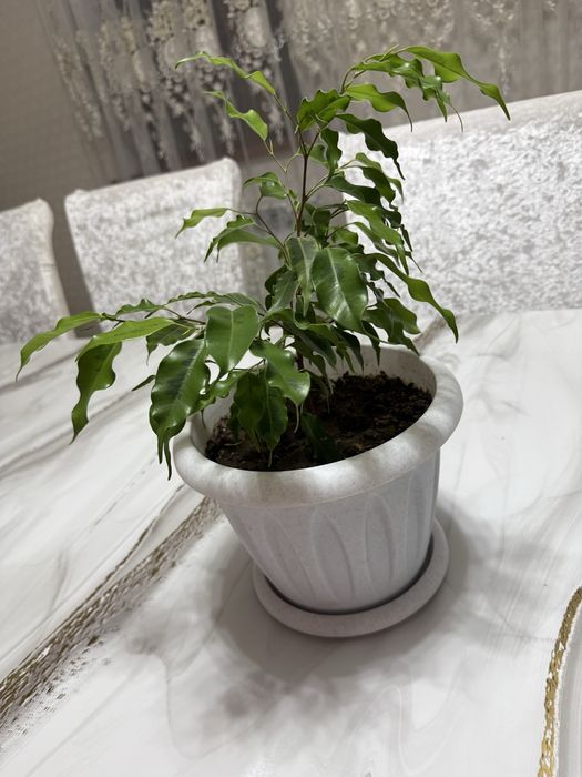 Фикус Бенджамина