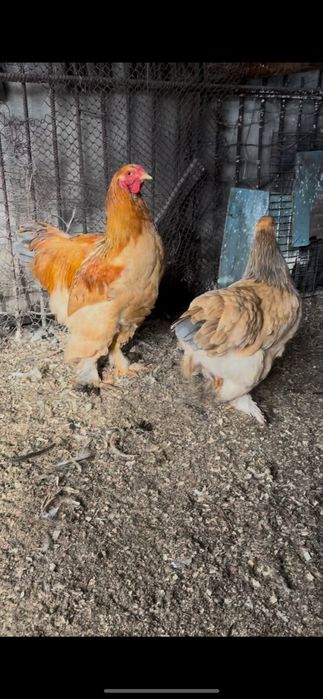 Продам светлая палевой брамы