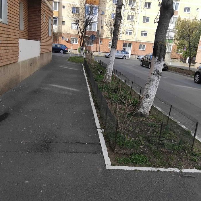 Flori,diverse ,lalele ,narcise ,gardulet .100 ron tot