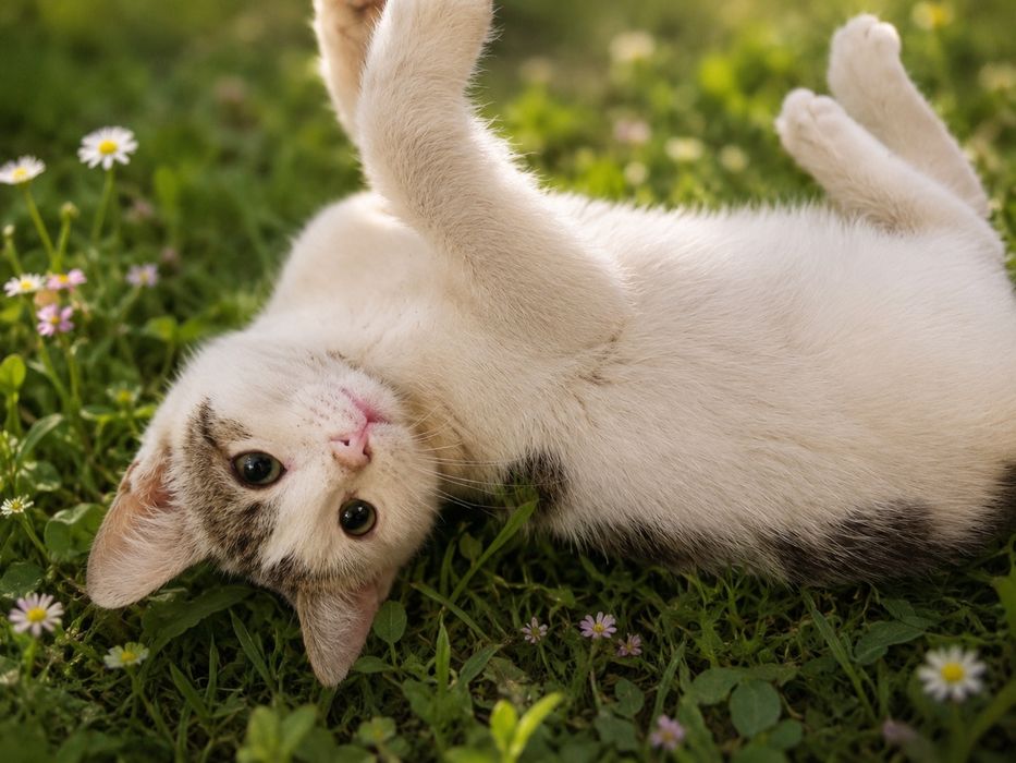 Котенок мальчик ищет себе семью!