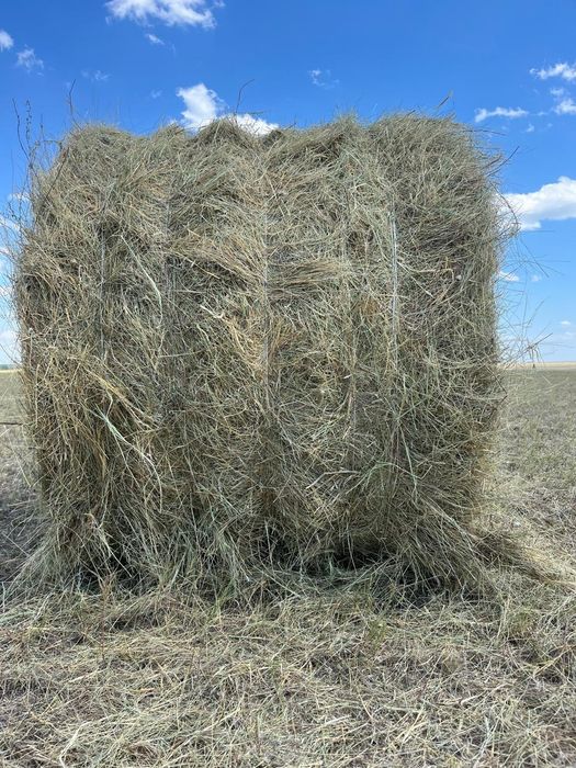 Продам сено свежего покоса