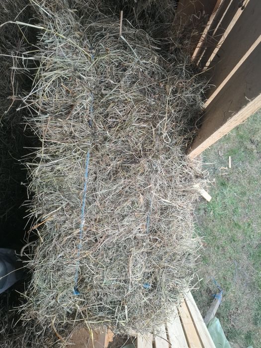 Baloti fan si lucernă