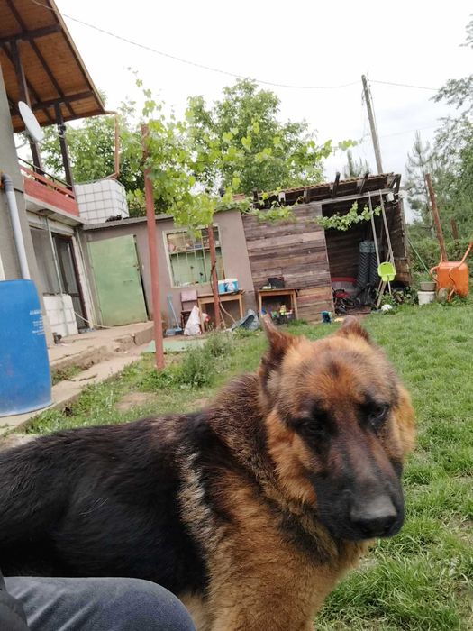 Малки немски овчарки