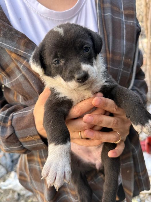 Дарю щенят!       .