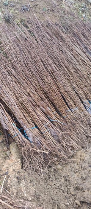 Puieți salcâm frasin tei fag carpen stejar mesteacăn plop brad molid