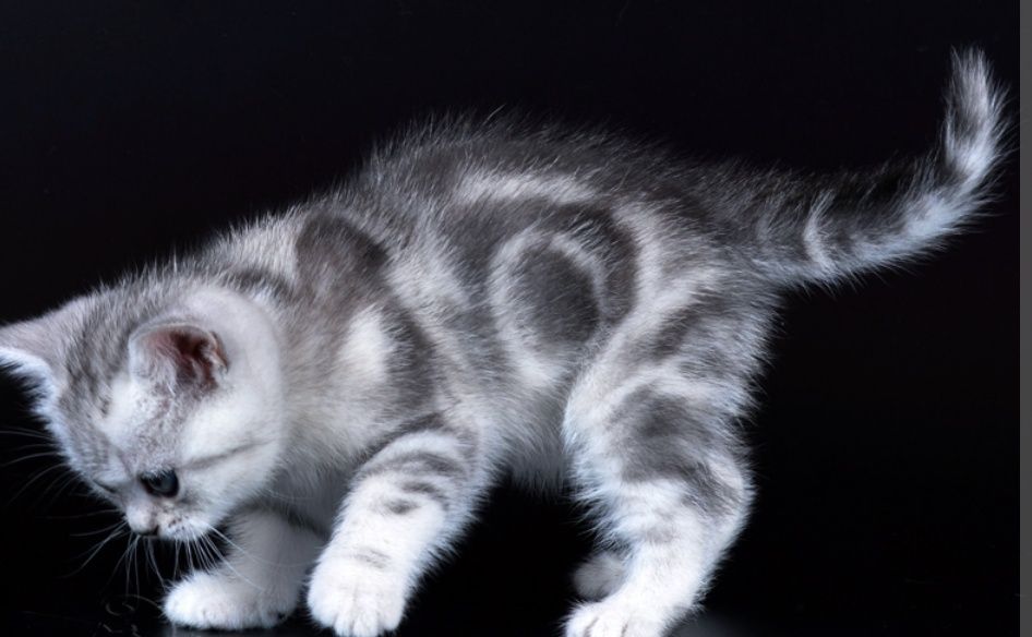 Котята Мраморные , Шиншиллы , Бикалоры