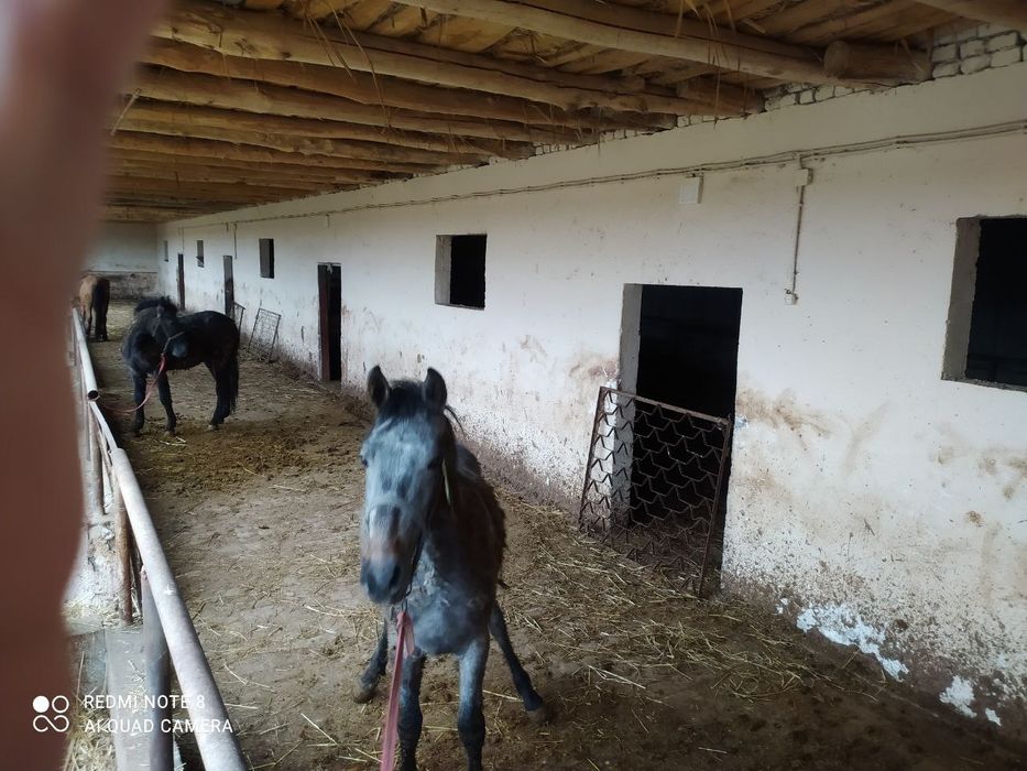 Fermana sotiladi 25 sotix