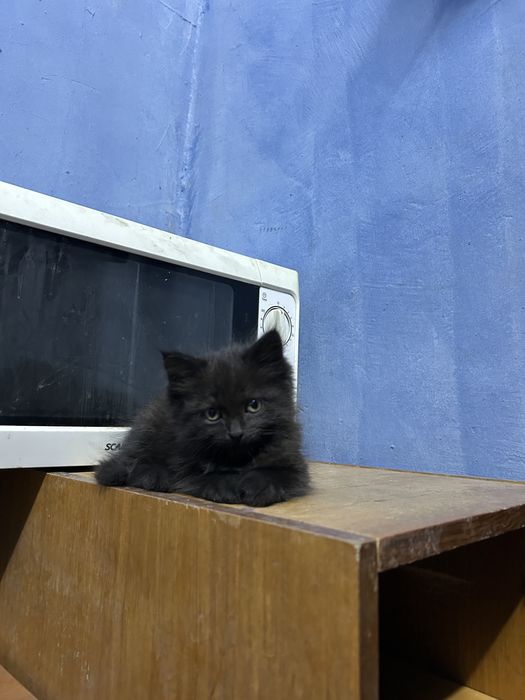 Отдаю котят в добрые руки