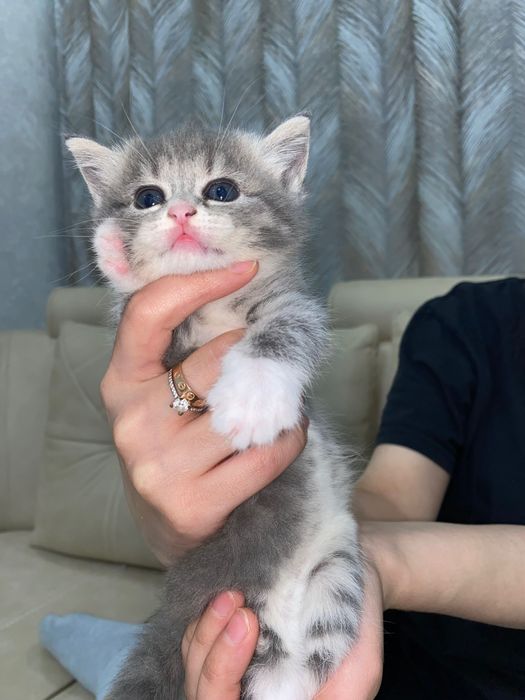 Котенка в хорошие руки