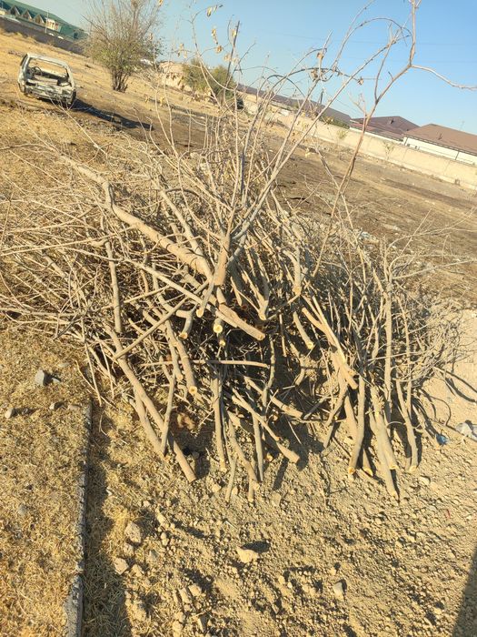 Утин текинга, дрова бесплатно