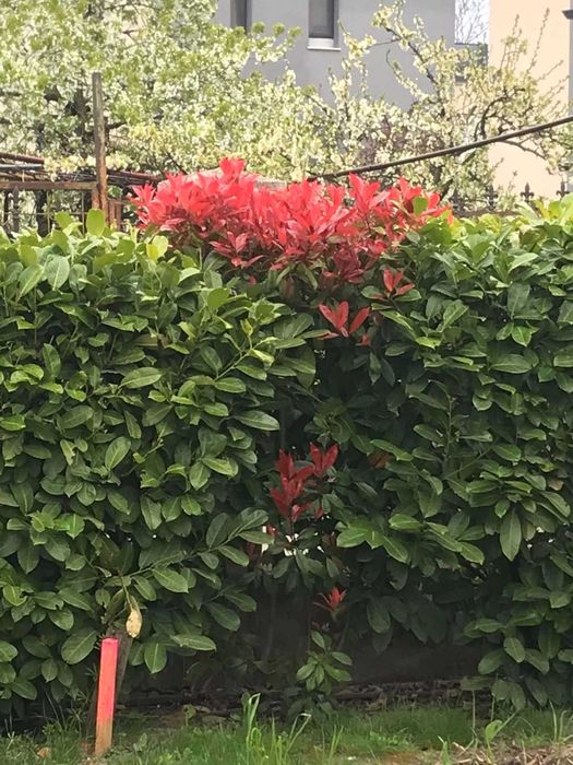 Продавам лавровишна