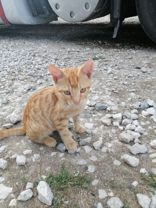 Котенца  - Подарявам Шепичка Любов