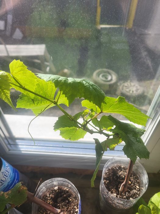 Саженцы винограда