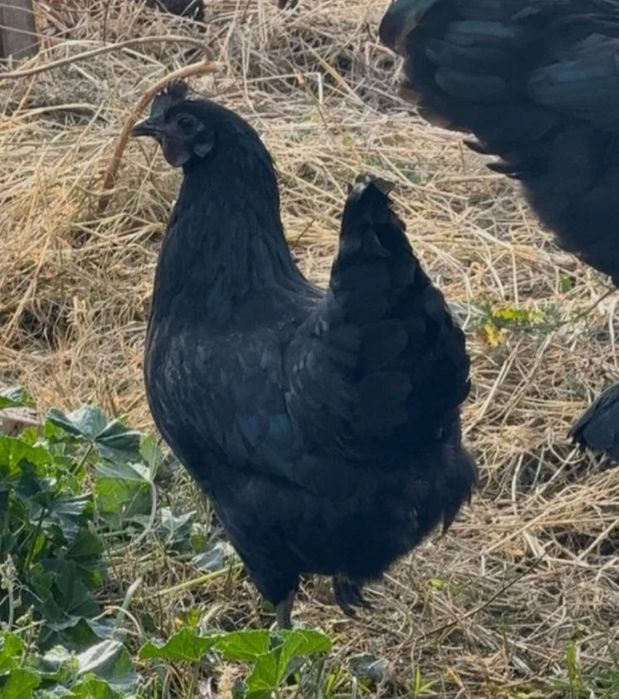 УХЕЙИЛЮЙ товугининг табиий кук тухумлари
УХЕЙИЛЮЙ И
УХЕЙИЛЮЙ И