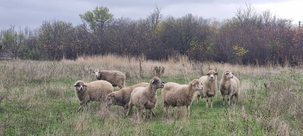 Vand oi vii sau taiate