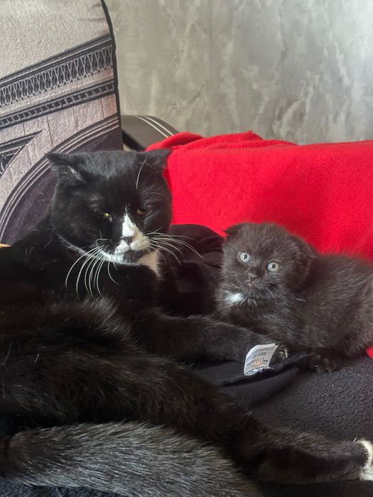 Шотландцы котята, девочки (метисы)