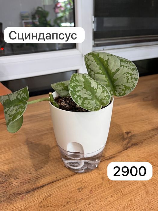 Комнатные растения