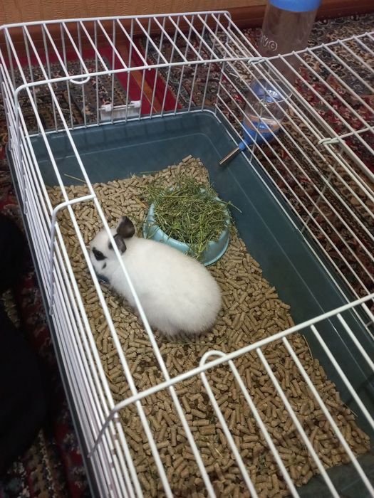 Quyon  dekorativniy karlikoviy