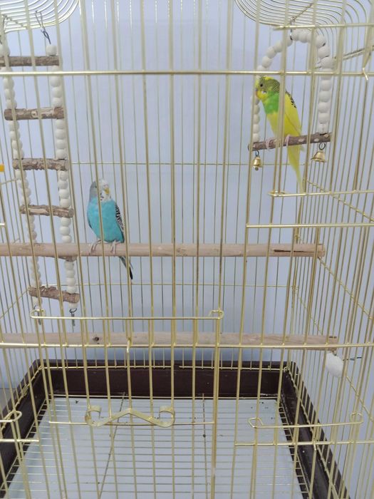 Попугаи очень красивая парочка