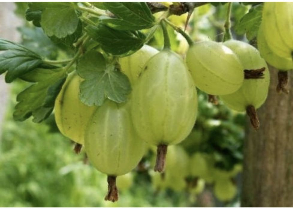 Слива деревом крупная сорт Стенли