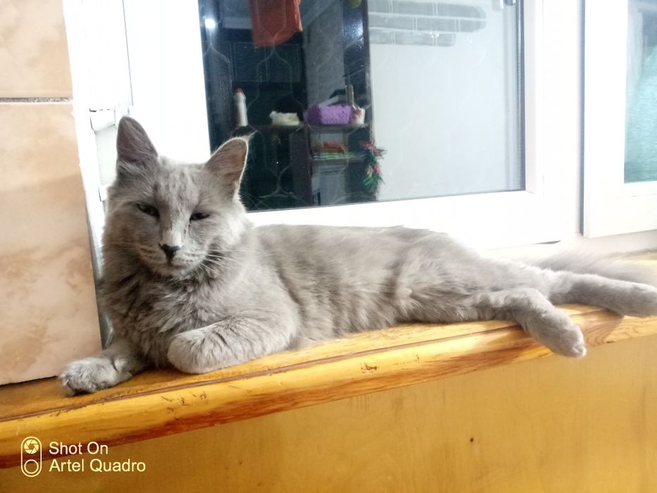 SCOTTISH zotli mushuk sotiladi! Kami vashi yoo, O'zi arzon sotvoma