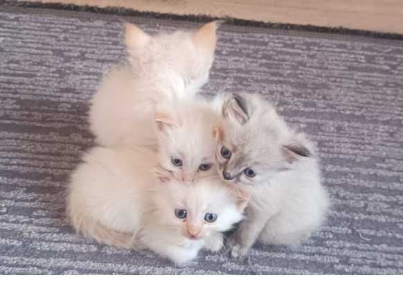 Невские маскарадные котята