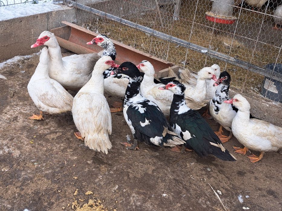 vând rațe leșești