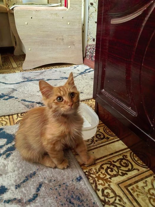 Отдаём котёнка в добрые руки