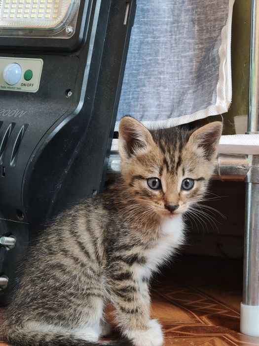 Отдам котят,в добрые руки