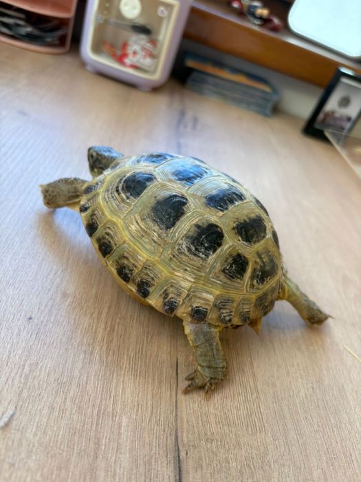 Черепаха сухопутная