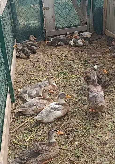 Vand rate tineret femele si masculi