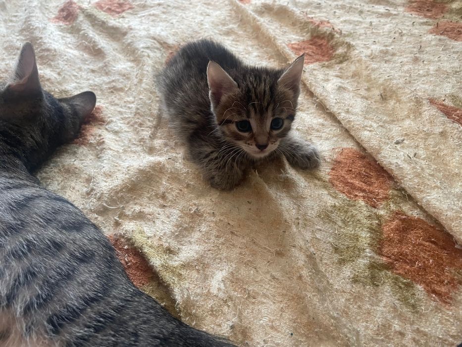 подарявам котета