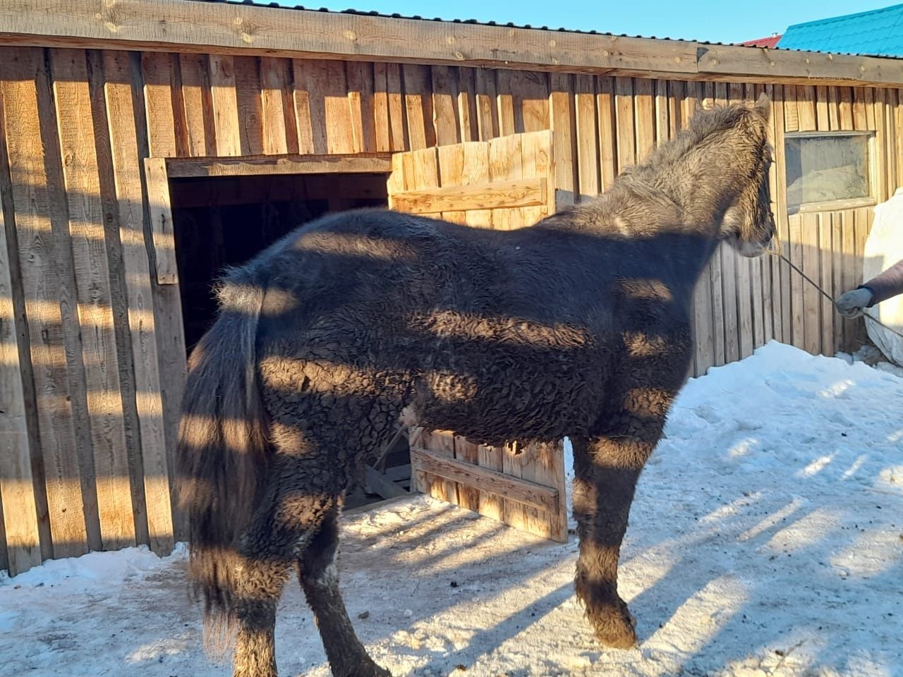 Шоколадный полукровка 5 букв