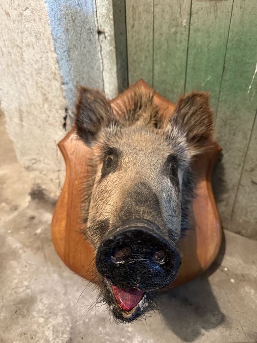 Продавам препариран глиган