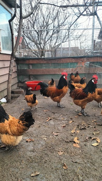 Vând cocoși din rasa Vorverk