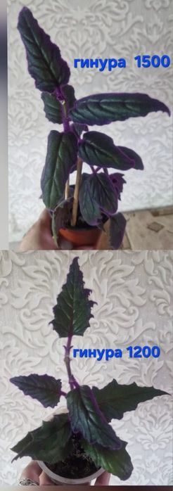 Цветы домашние разные
