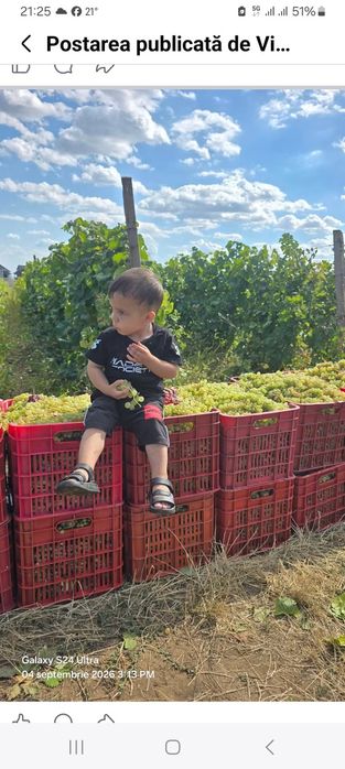 Struguri de vin direct din Vrancea