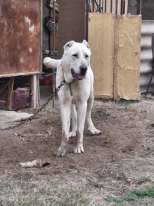 Помесной кушик 9 ай