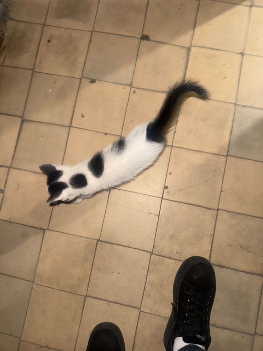 Отдаем котенка в добрые руки