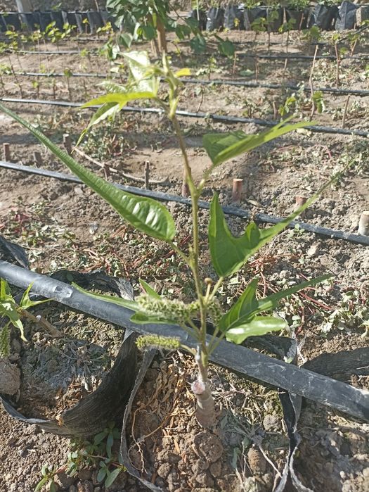 Noyob tut ko'chatlari — Gerardi Dwarf va Chicken Claw