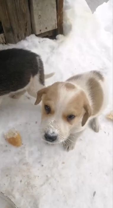 Срочно щенков в хорошие руки! Подкинули!