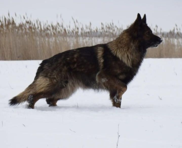 Предлагаются щенки Немецкой овчарки