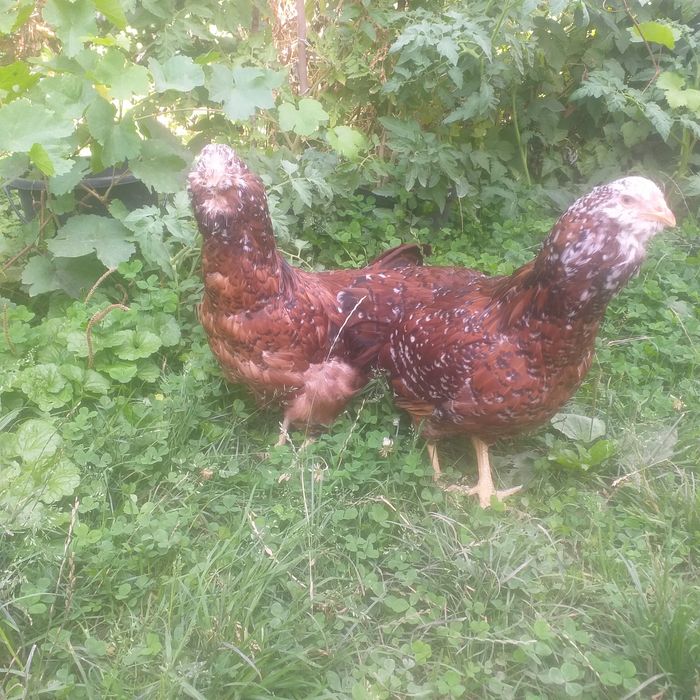 Орловские ситцевые куры и цыплята