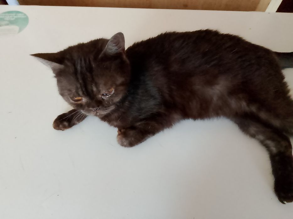 Срочно отдам.кошечку британку