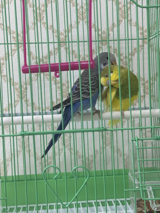 Папугай волнистый!