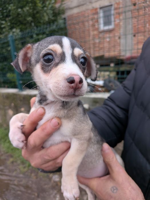 Женско кученце . На телефонния номер ще ви дадат повече информация