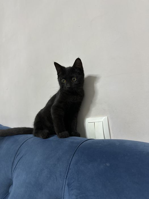 В дар .. кошка  чёрная  ..
