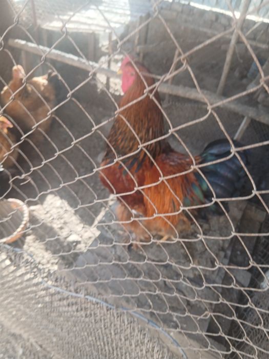 Brama limonni tuxumi sotiladi