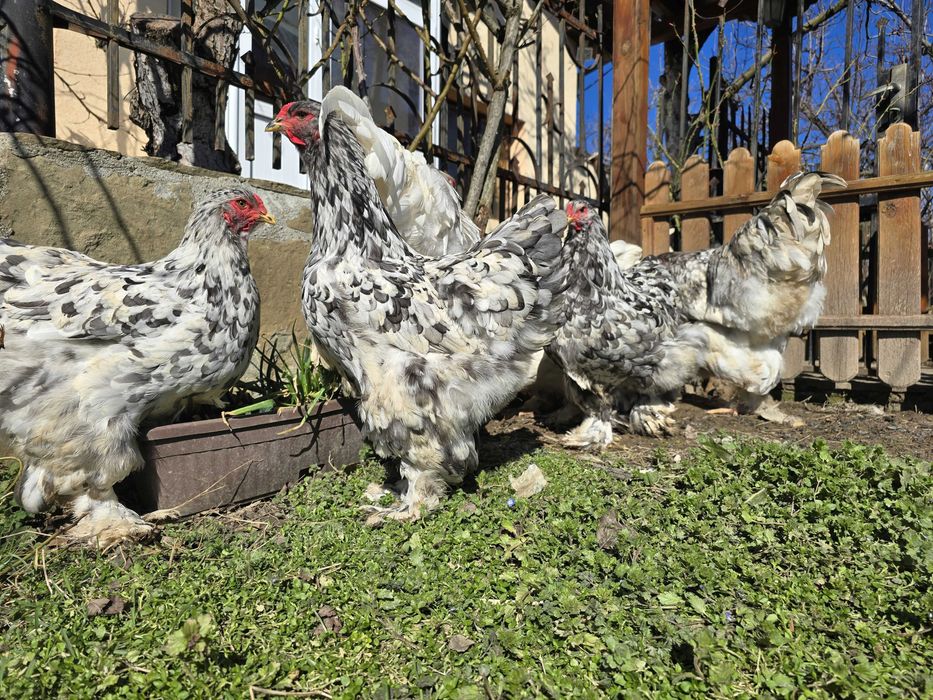 Продавам разплодни яйца от Сплаш Брама [Splash Brahma]