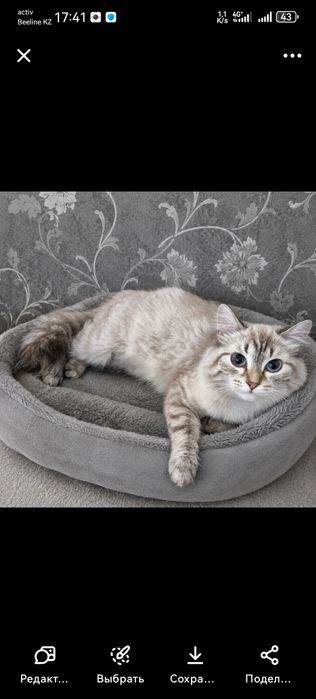 Кошка в помсках дома